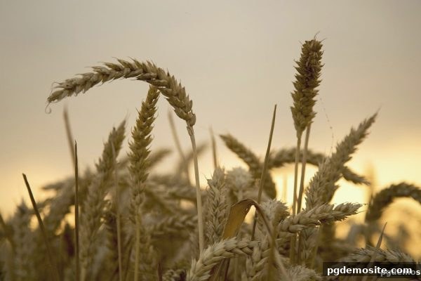 pg电子试玩网深度解析：免佣百家乐与电竞直播平台甄选秘籍及账号解冻指南